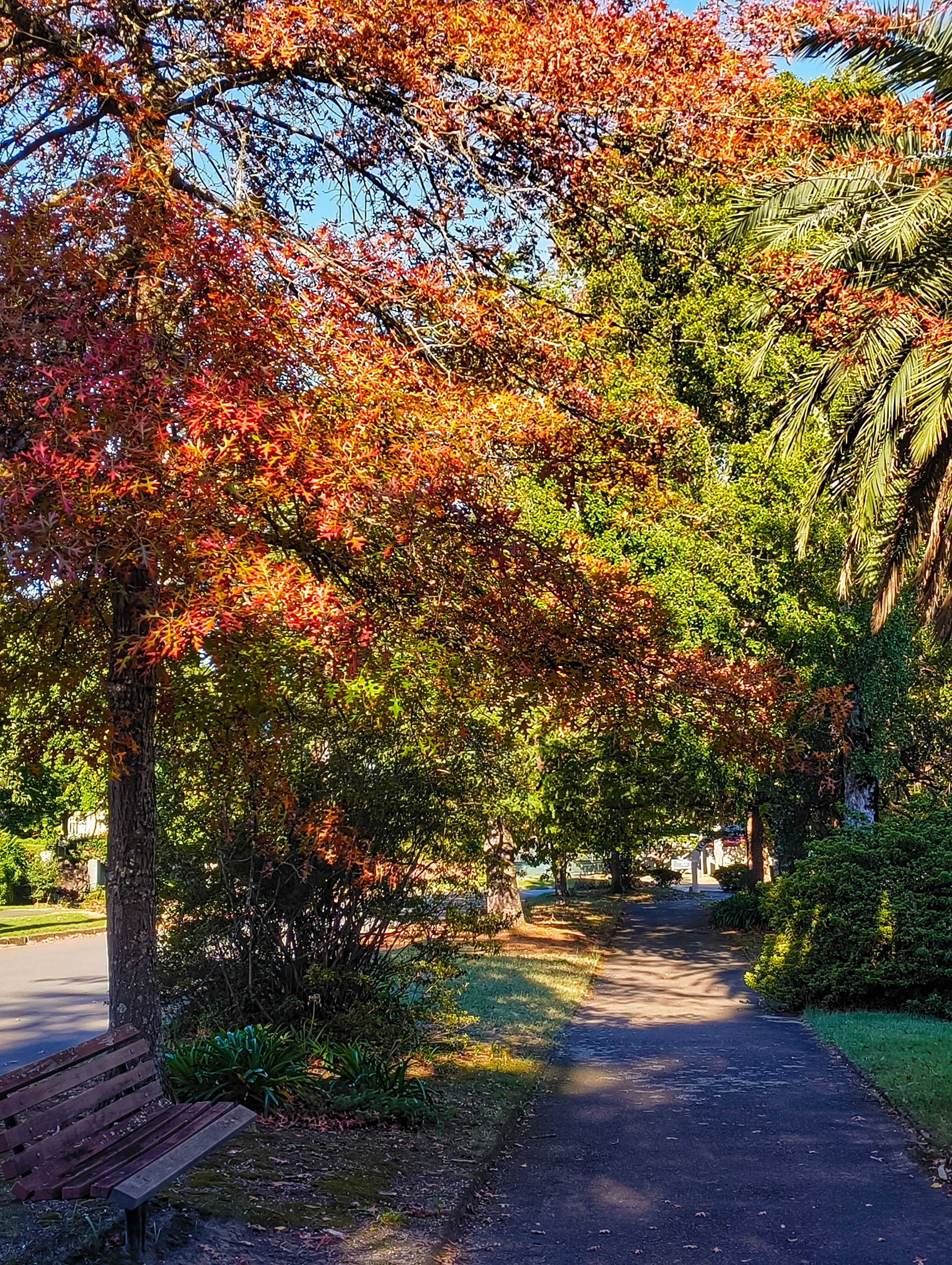 Autumn Avenue