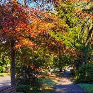 Autumn Avenue