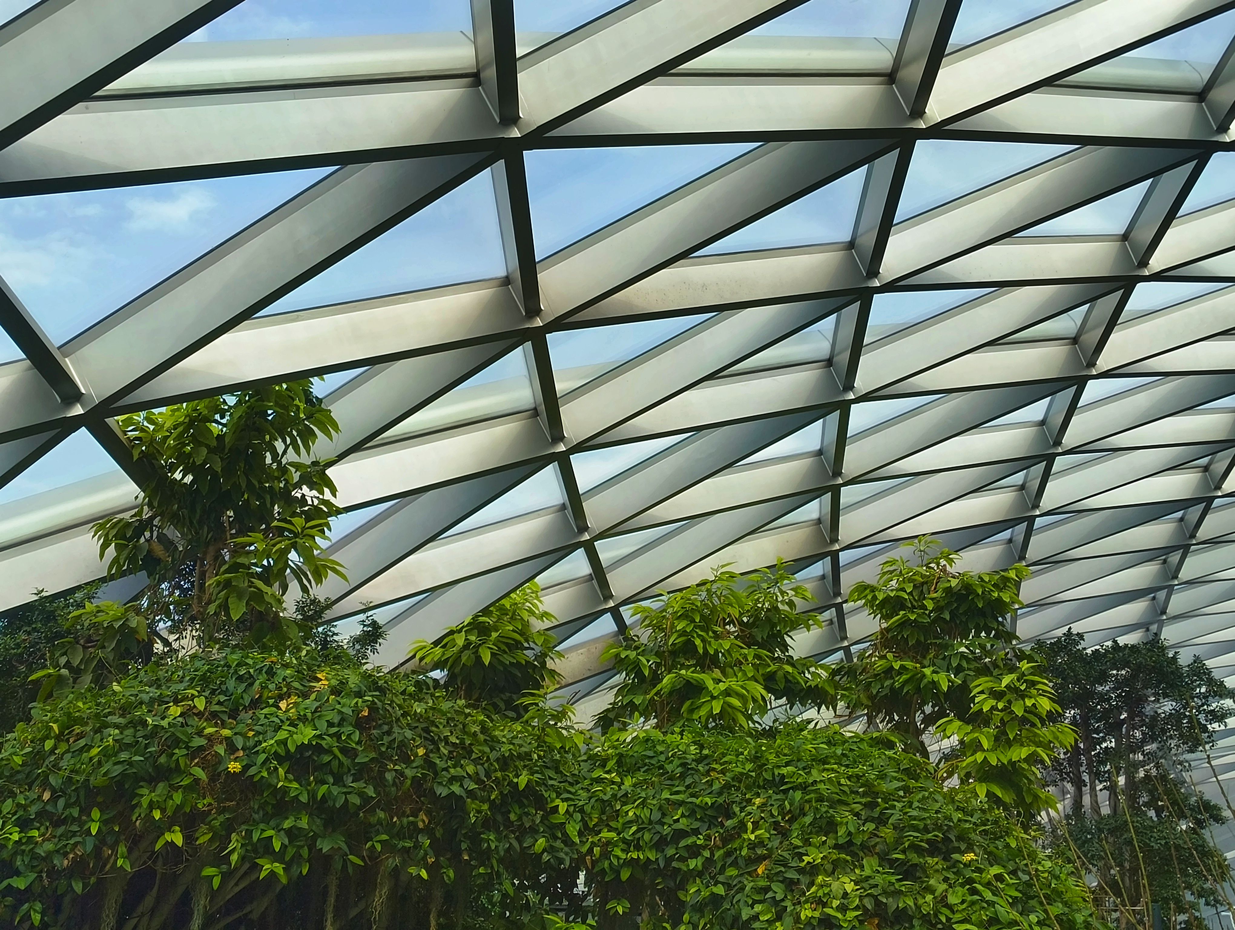 Canopy