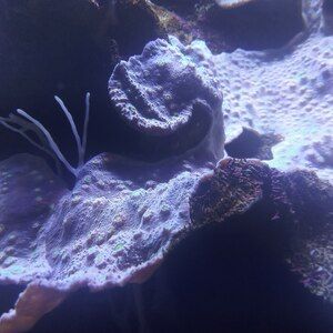Coral I