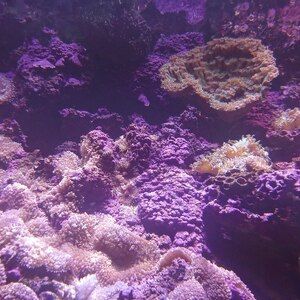 Coral II