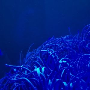 Coral III