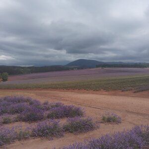 Lavenders