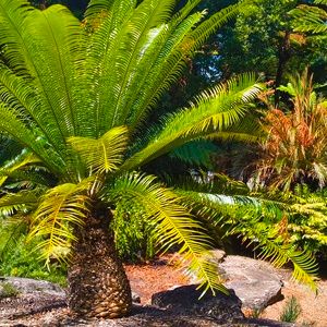Palm