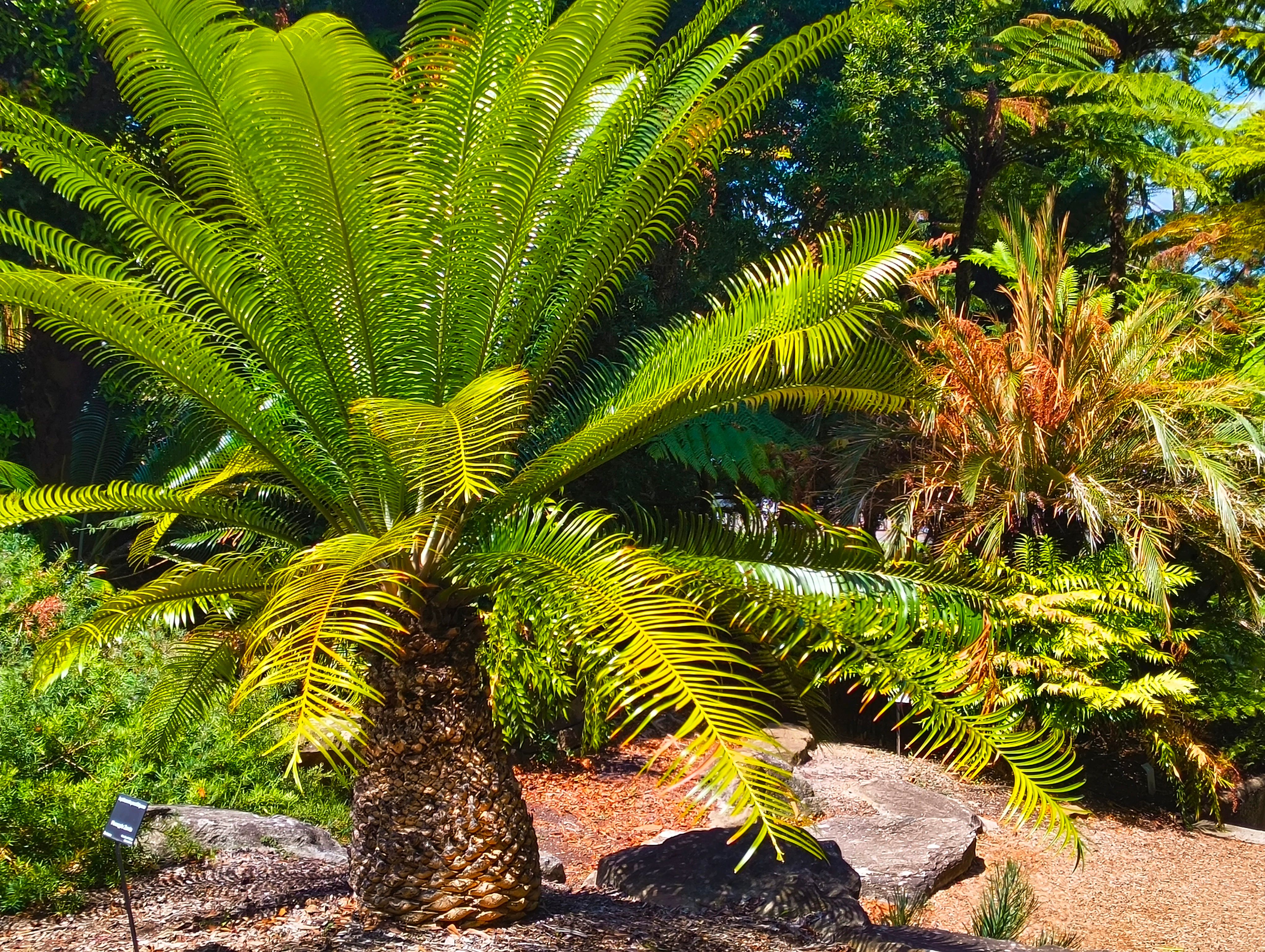 Palm