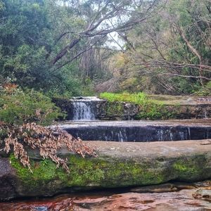Watergarden